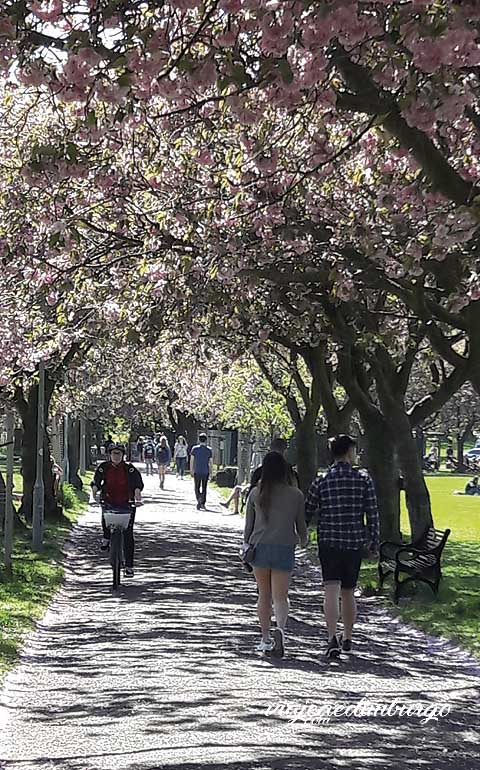 meadows edinburgh